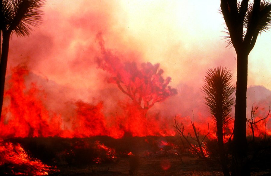Wildfire at Joshua Tree