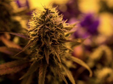 2015 Cannabis Flower by Daniel Oberhaus 