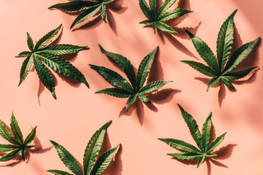 "Marijuana Leaves on a Pink Surface"