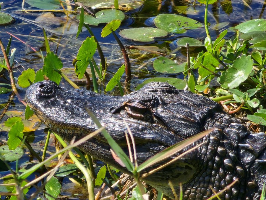 A juvenile alligator rests in the fauna of a Florida springs system. 