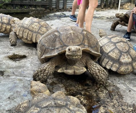 A pair of African spurred tortoises stand around at Tampa’s ‘Croc Encounters.’