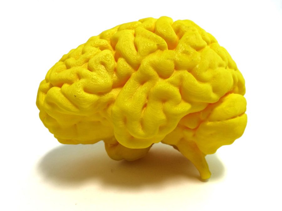 Normal Human Brain. An image showing a 3-D printed brain from the NIH. 