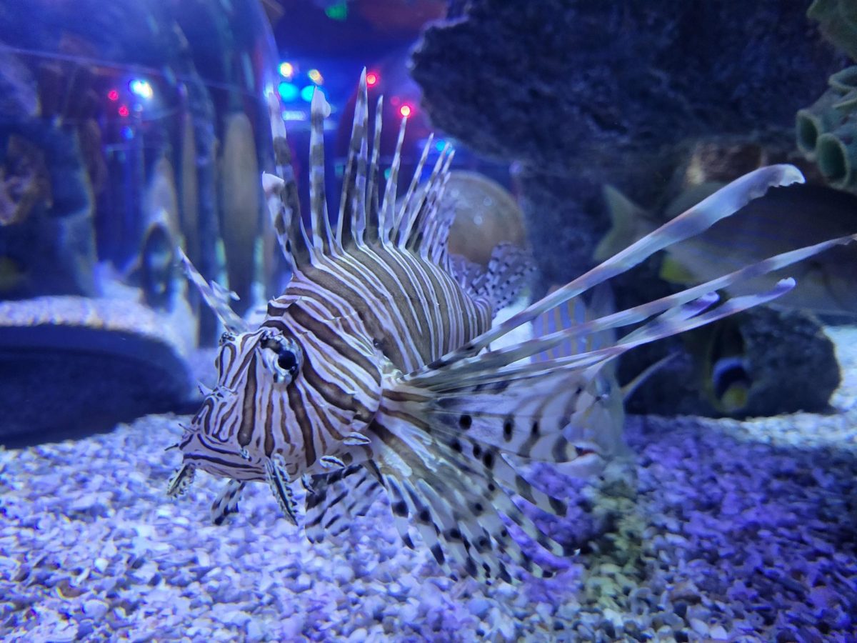 A Lionfish on display at SEA LIFE Orlando Aquarium.